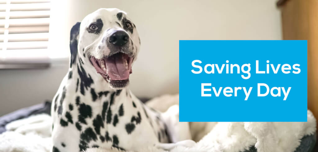 Adopt a Pet - WinfiY crunch