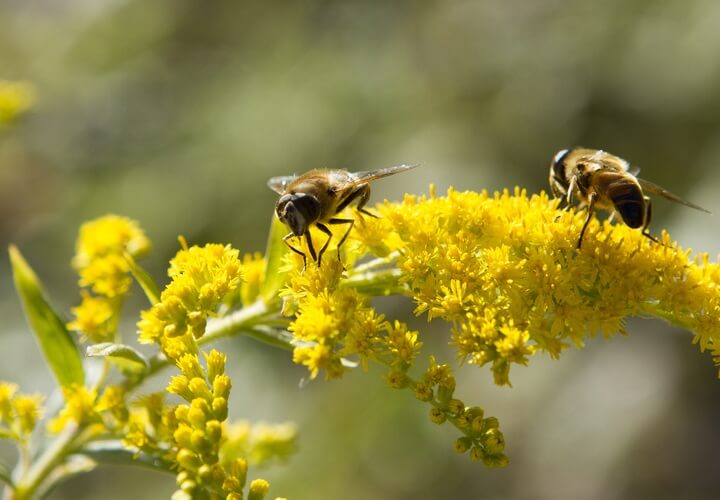 Bees Also Have Brain & Mathematical Ability - WinfiY crunch