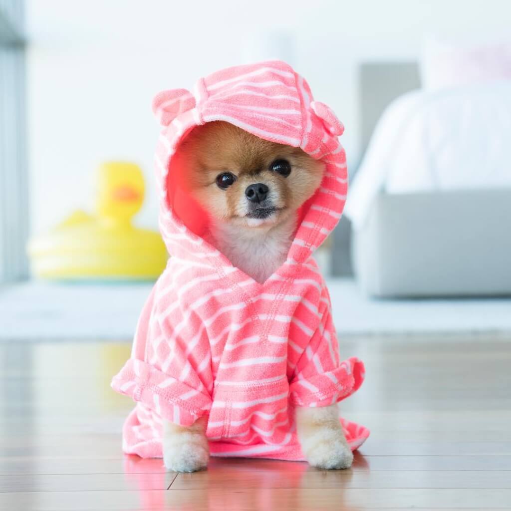Jiffpom is Most Famous Dog In the World - WinfiY crunch
