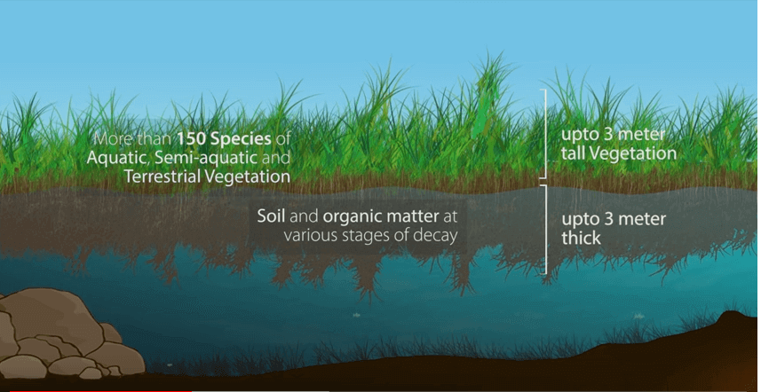 Keibul Lamjao Floating National Park Manipur India - WinfiY crunch