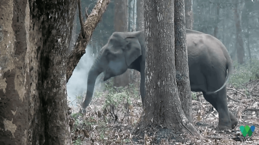 This Elephant In India Seems To Have Smoking Habit - WinfiY crunch