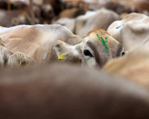 Why Cows have ID Cards in India - WinfiY crunch