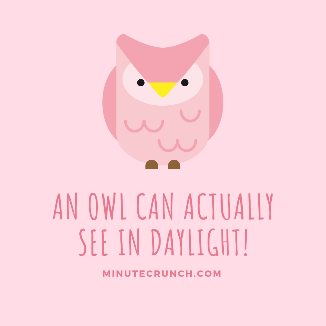 Owls Can See In Daylight - Minute Crunch
